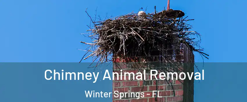  Chimney Animal Removal Winter Springs - FL