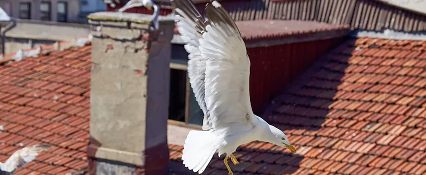 Residential Chimney Animal Removal Solution in Winter Springs, FL