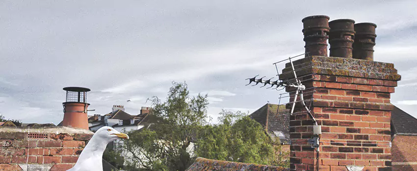 Chimney Cleaning And Restoration in Winter Springs, Florida